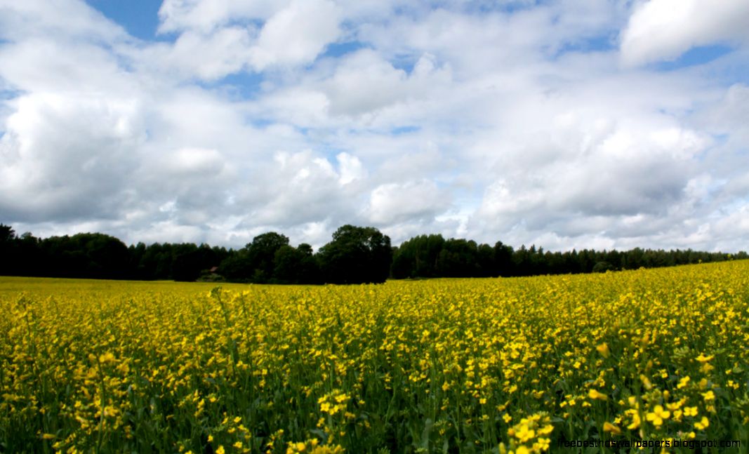 Yellow landscape high res by estrar on DeviantArt