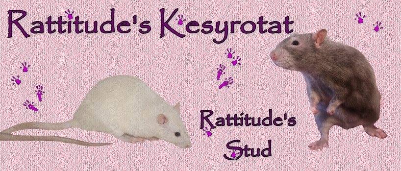 Rattitude's kesyrotat