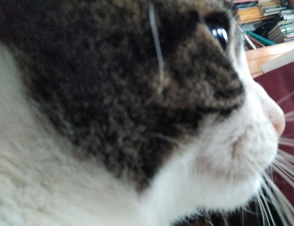 hoteles-admiten-gatos