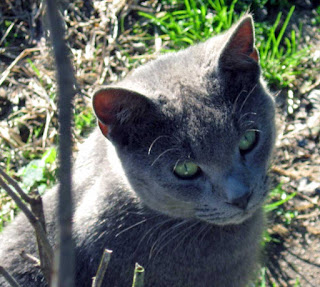 image of Russian Blue cat ouside