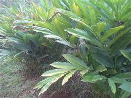 Khasiat Tanaman Herbal KAPULAGA - TIPS DAN INFORMASI KESEHATAN MAMA PINTAR