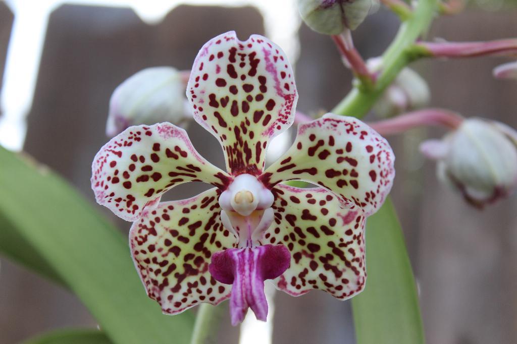Grow and care Vanda tricolor orchid The Soft Vanda Travaldo's blog