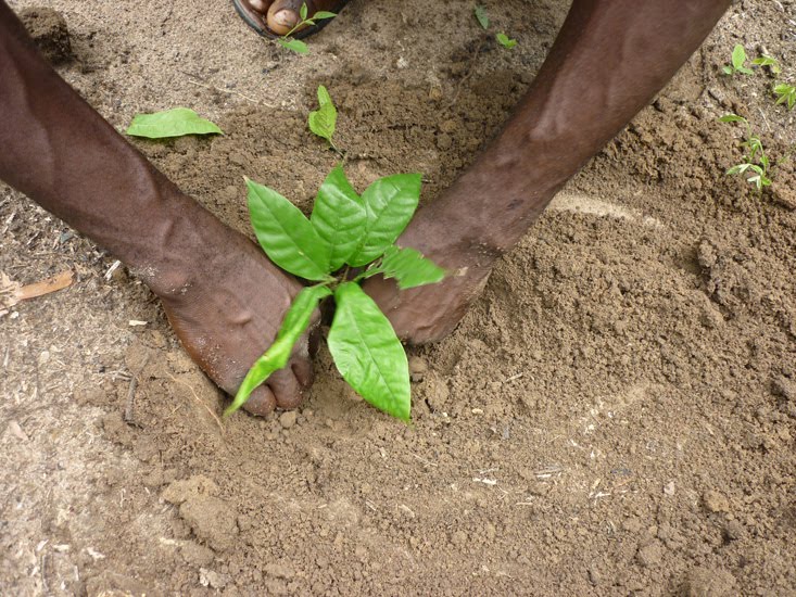 Pictures of African Cocoa Farming Cocoa Seedlings (1)