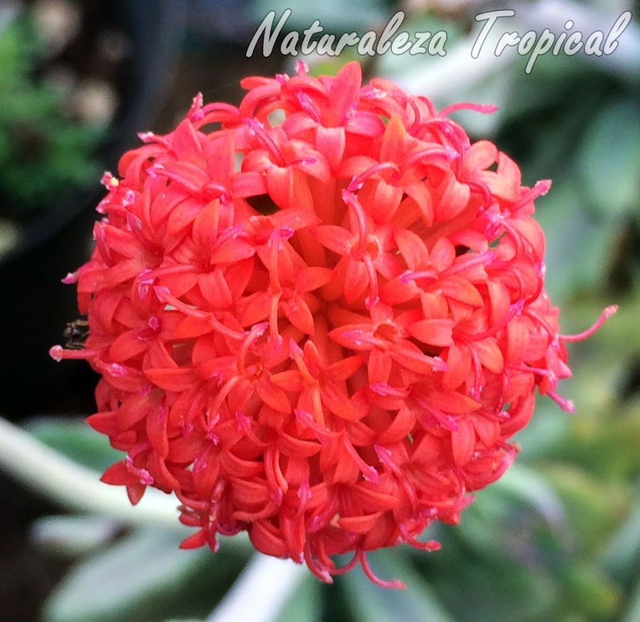 Inflorescencia de la planta Senecio Coral, Senecio fulgens