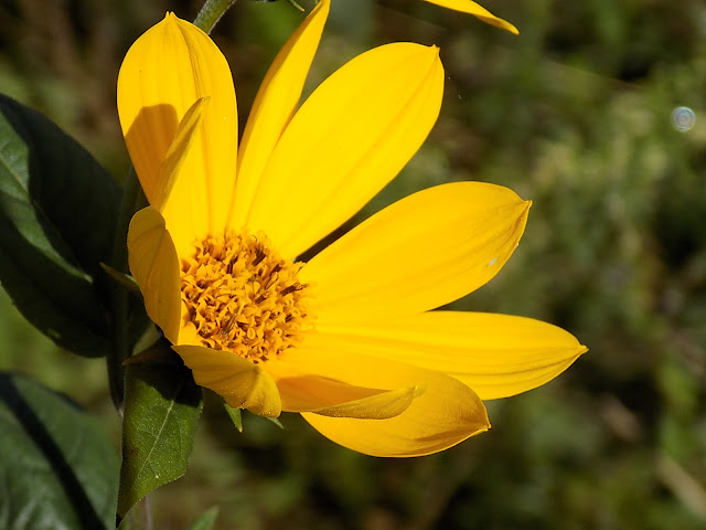 LUNEA FLORILOR