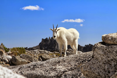 Oreamnos americanus - Mountain Goat at the Edge of Tranquil Lake