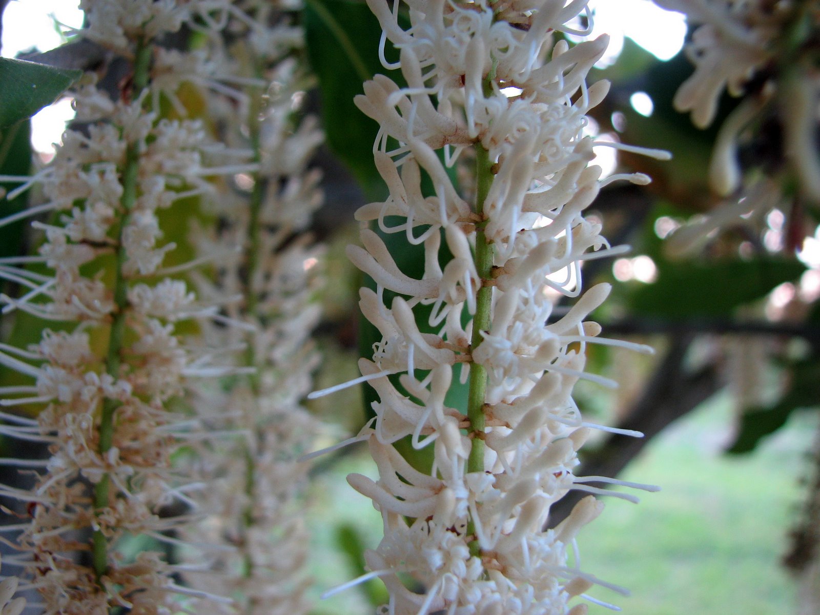 Native Plant Photography Macadamia Nut Flowers Macadamia integrifolia