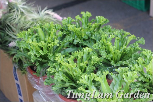 Dương xỉ, tóc thần vệ nữ, quyển bá, ổ rồng, cây nội thất, cây rủ, cây treo, Dương xỉ, tóc thần vệ nữ, quyển bá, ổ rồng, cây nội thất, cây rủ, cây treo,