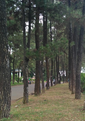 Pohon Pinus di Bilabong Pohon Pinus di Bilabong