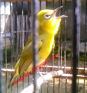 pleci bakalan joss pleci bakalan, pleci joss