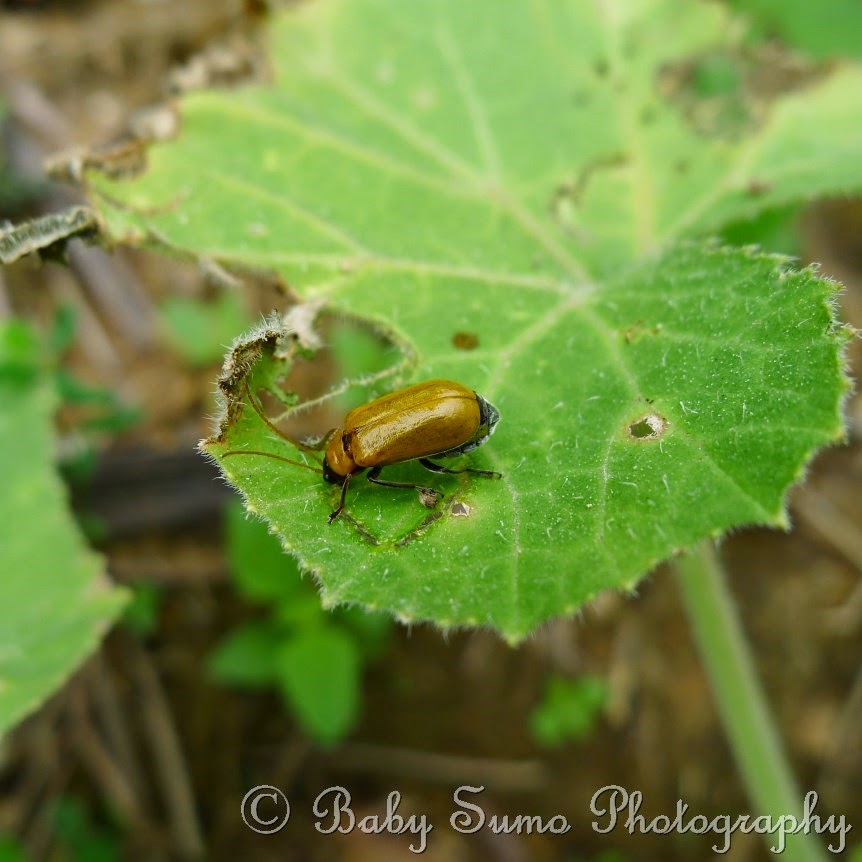 Baby Sumo Photography Golden bug on our pumpkin plant KL, Malaysia