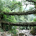 The living root bridges of Cherrapunji, India.