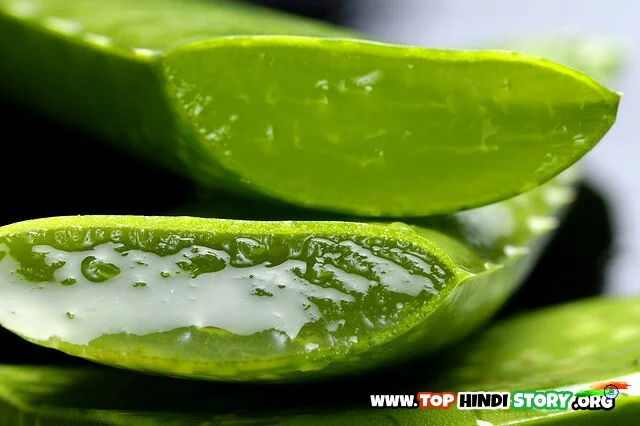 Aloe Vera side effects in Hindi