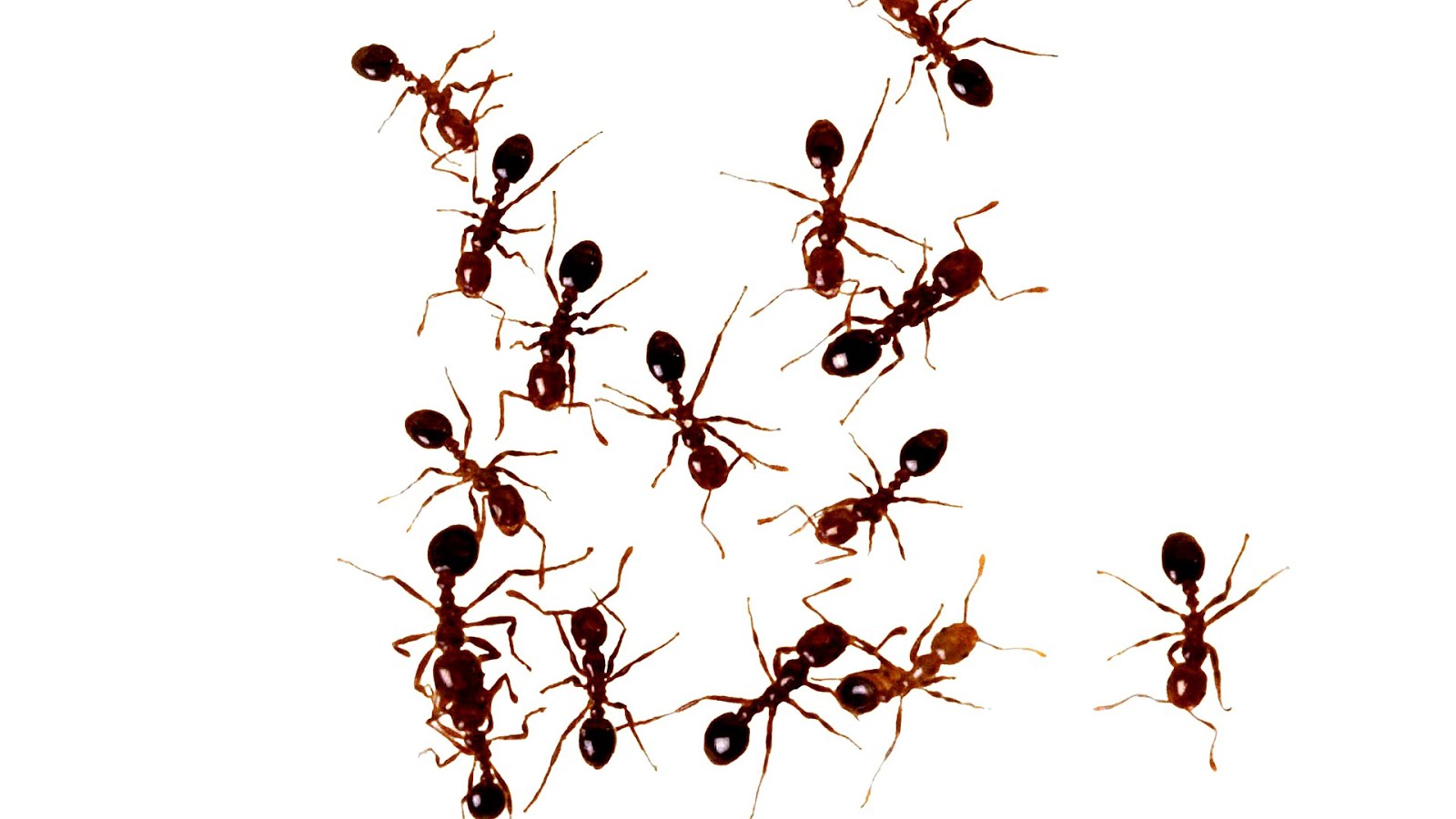 Касты муравьев жнецов. Муравьи Messor structor самец. Муравьиная ферма с муравьями жнецами. Куча муравьев.