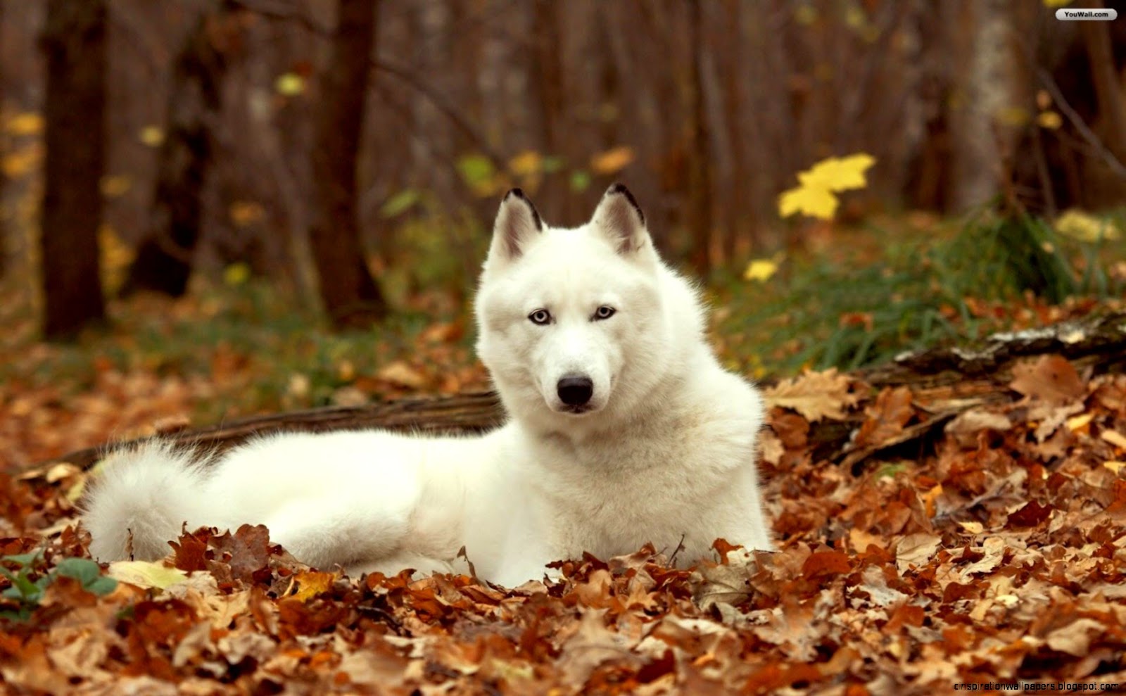 White Siberian Husky Dogs