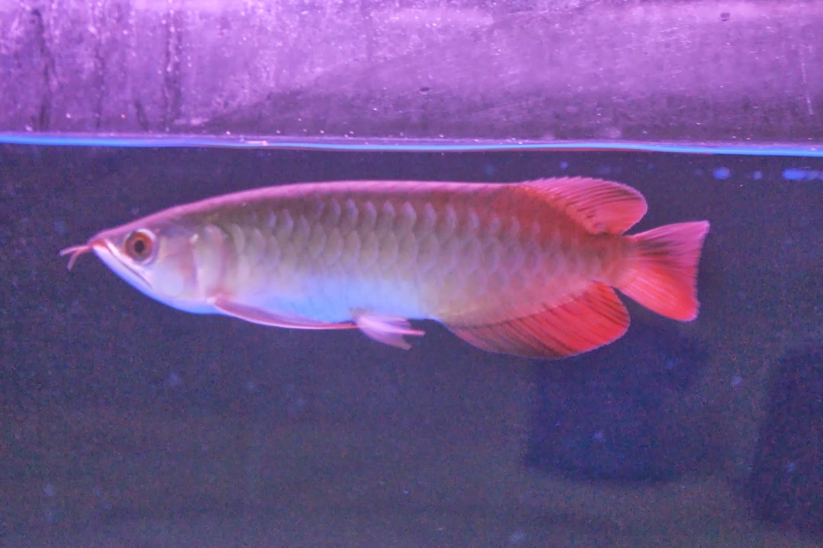 PoLuRsE ArOwAnA Chili Red Arowana 89inch up for sale....(SOLD OUT)