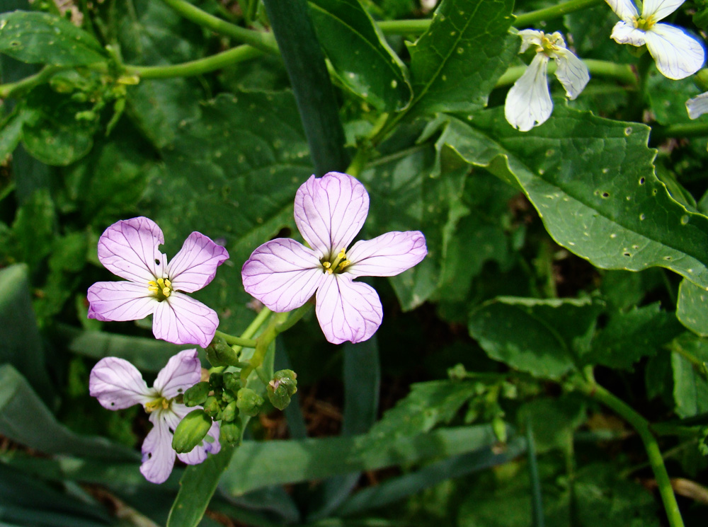 Rurification | Robin Edmundson: Rat Tail Radishes