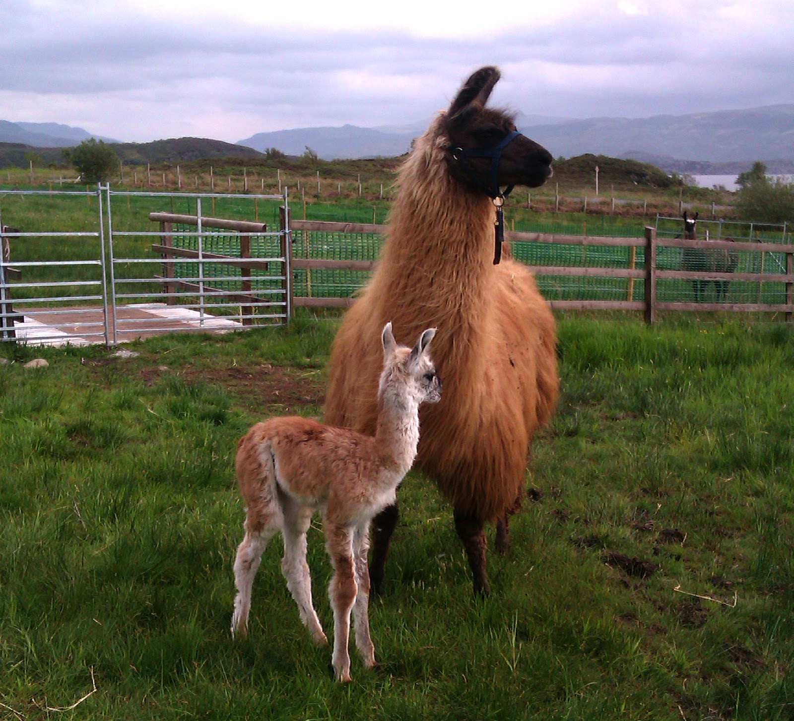A Kilchoan Diary: First Ardnamurchan-Born Llama

