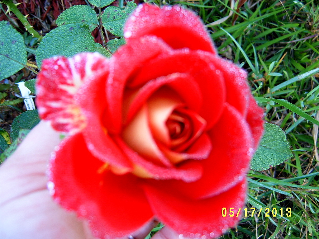 Alabama Rose and Flower Garden from a Non-Green Thumb: Roses I own...so ...