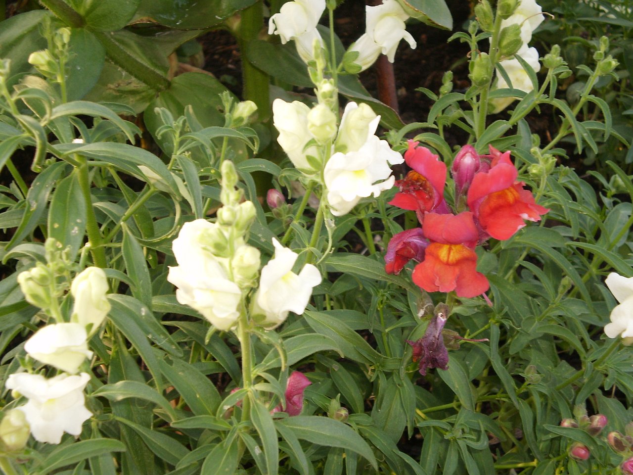 львиный зев цветок листья. лист львиного зева. лист львиного зева. львиный зев полевой. львиный зев снеппи орхидея.