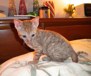 Red Tabby Cornish Rex kitten