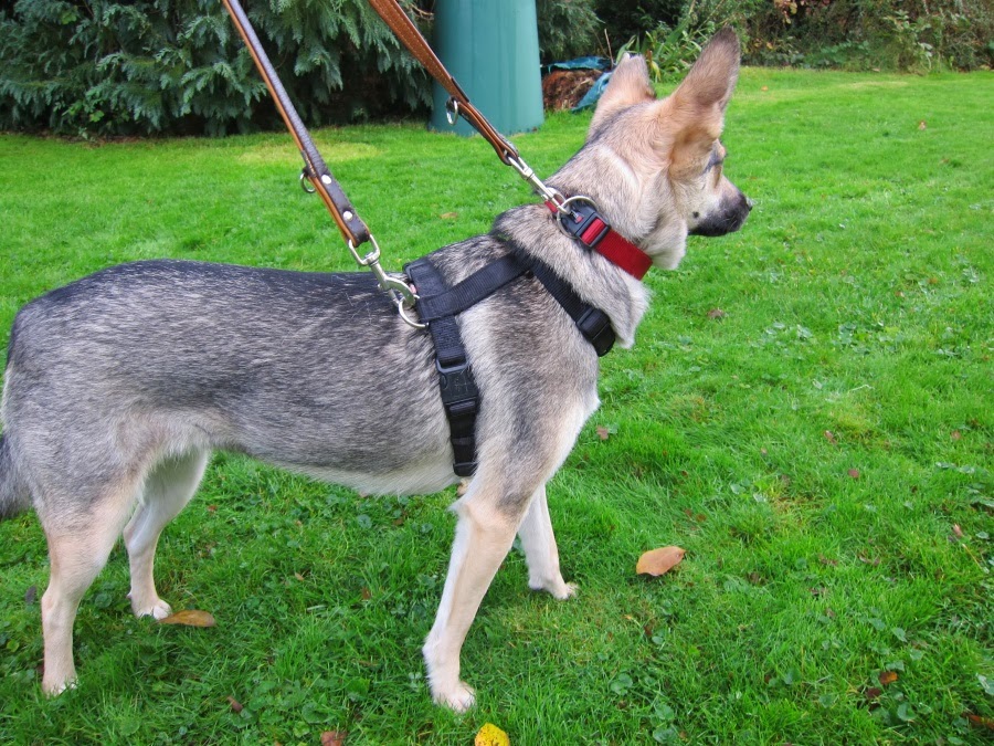 Hunde Sichern Tierschutzhunde sichern