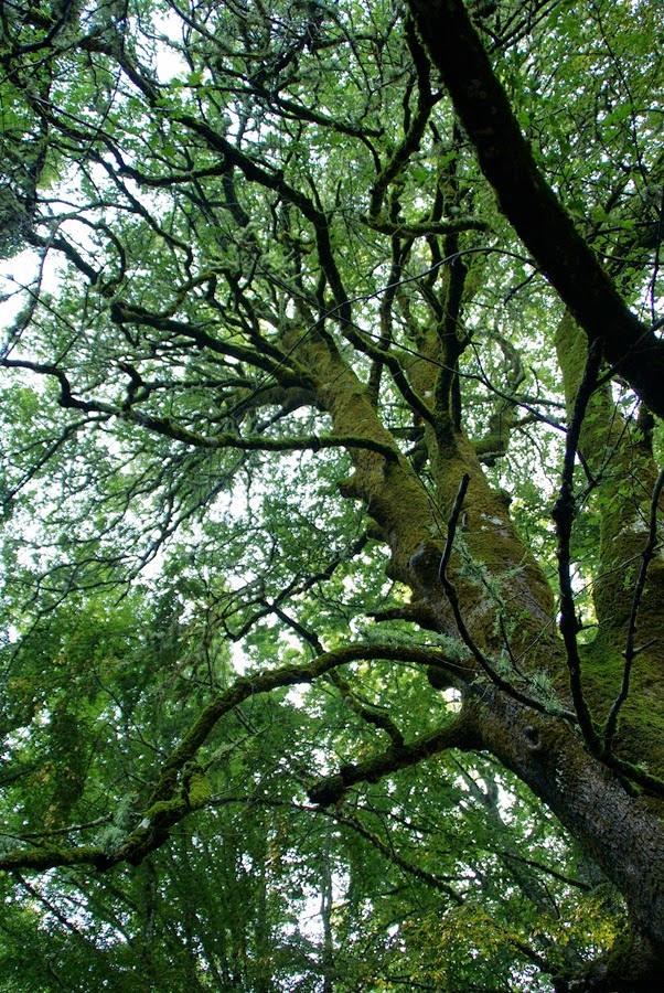 Tree in Umbra Forest Gargano Old