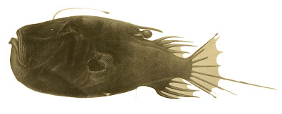 深海魚 チョウチンアンコウ イラスト