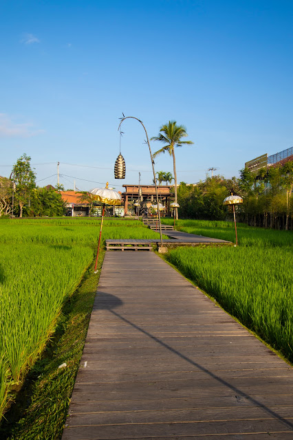 Alaya Ubud resort-Bali-Esterni-Risaie