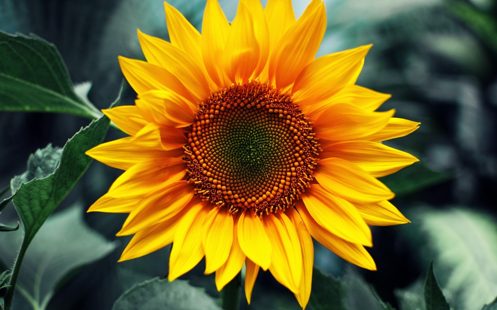 44 Sun Flowers High Resolution Stock Photo - Seni Rupa