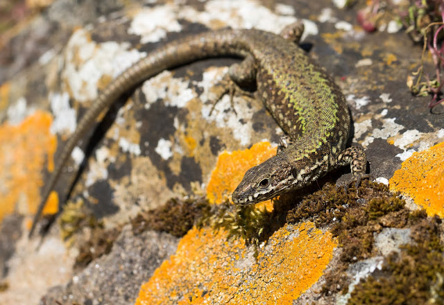 Wall Lizard - Ventnor Botanic Garden Wall Lizard - Ventnor Botanic Garden