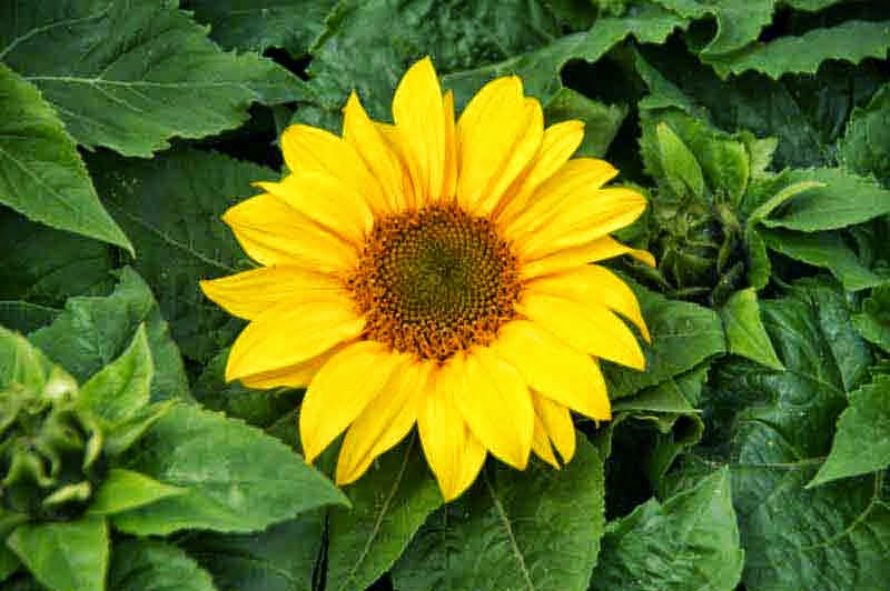 flower, plant, sunflower