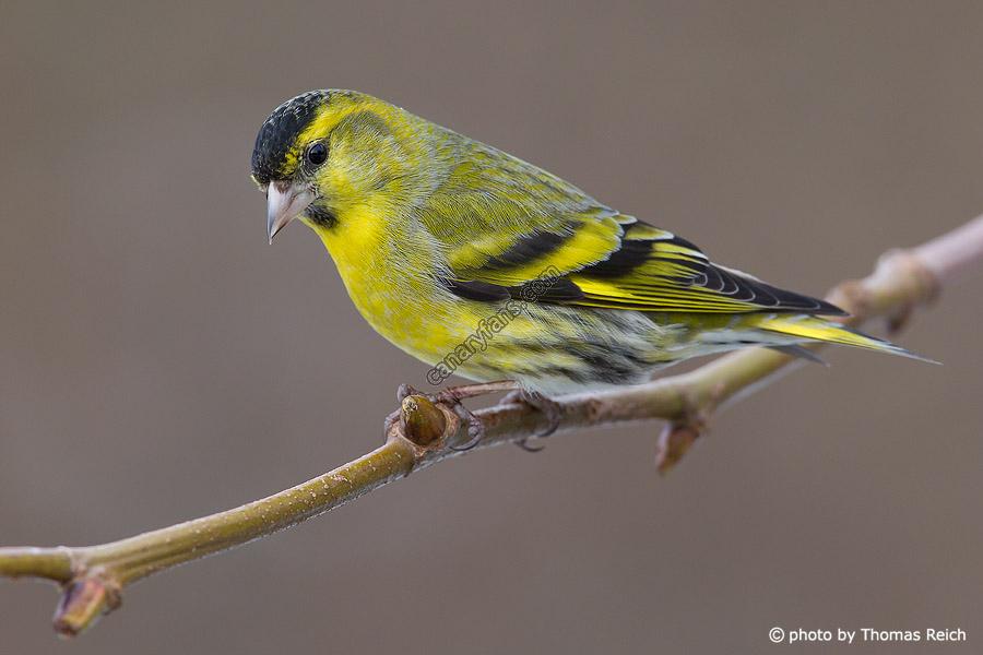 Щеглы чижи зеленушки. Черноголовая зеленушка. Чиж овсянка зеленушка. Щегол и зеленушка