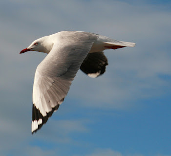 Una paloma blanca
