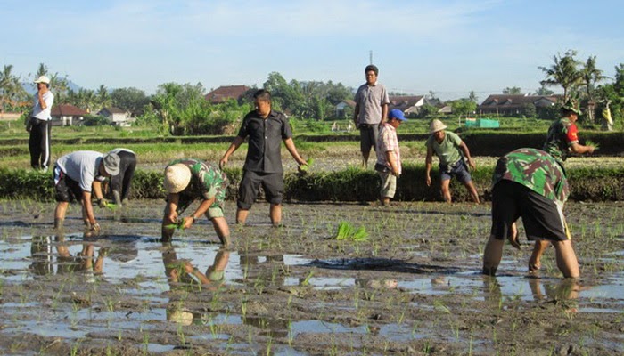 Gianyar Terapkan Tanam Padi Sistem Jajar Legowo
