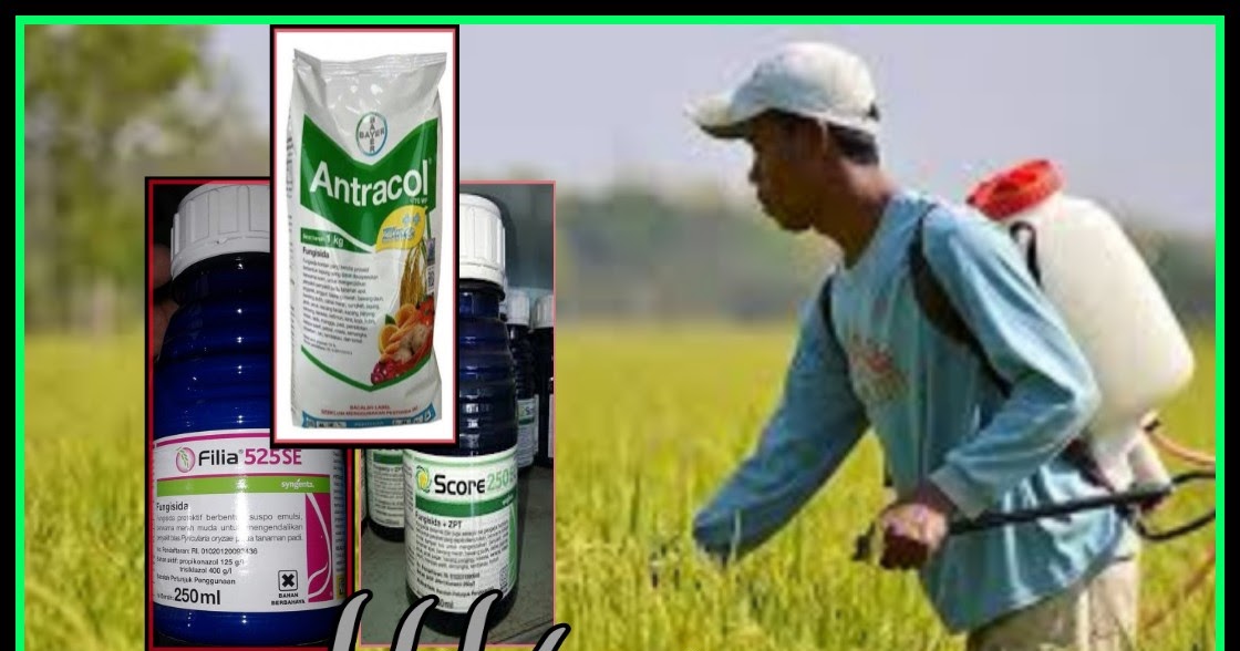 5 Fungisida Terbaik Untuk Padi Kliktani Com