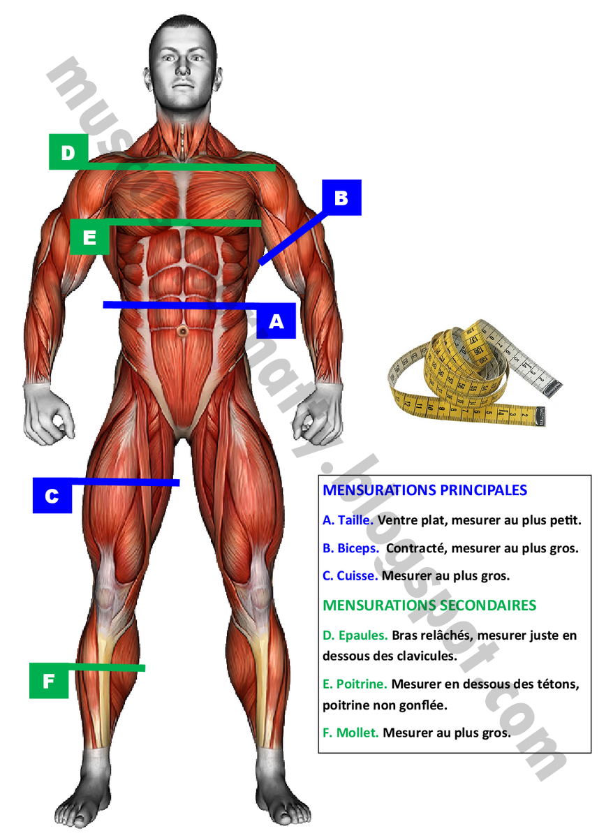COMMENT PRENDRE SES MENSURATIONS EN MUSCULATION