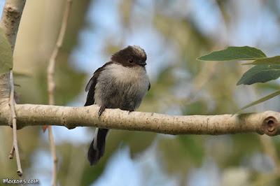 Mallerenga cuallarga (Aegithalos caudatus)