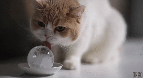 kitty licking ice