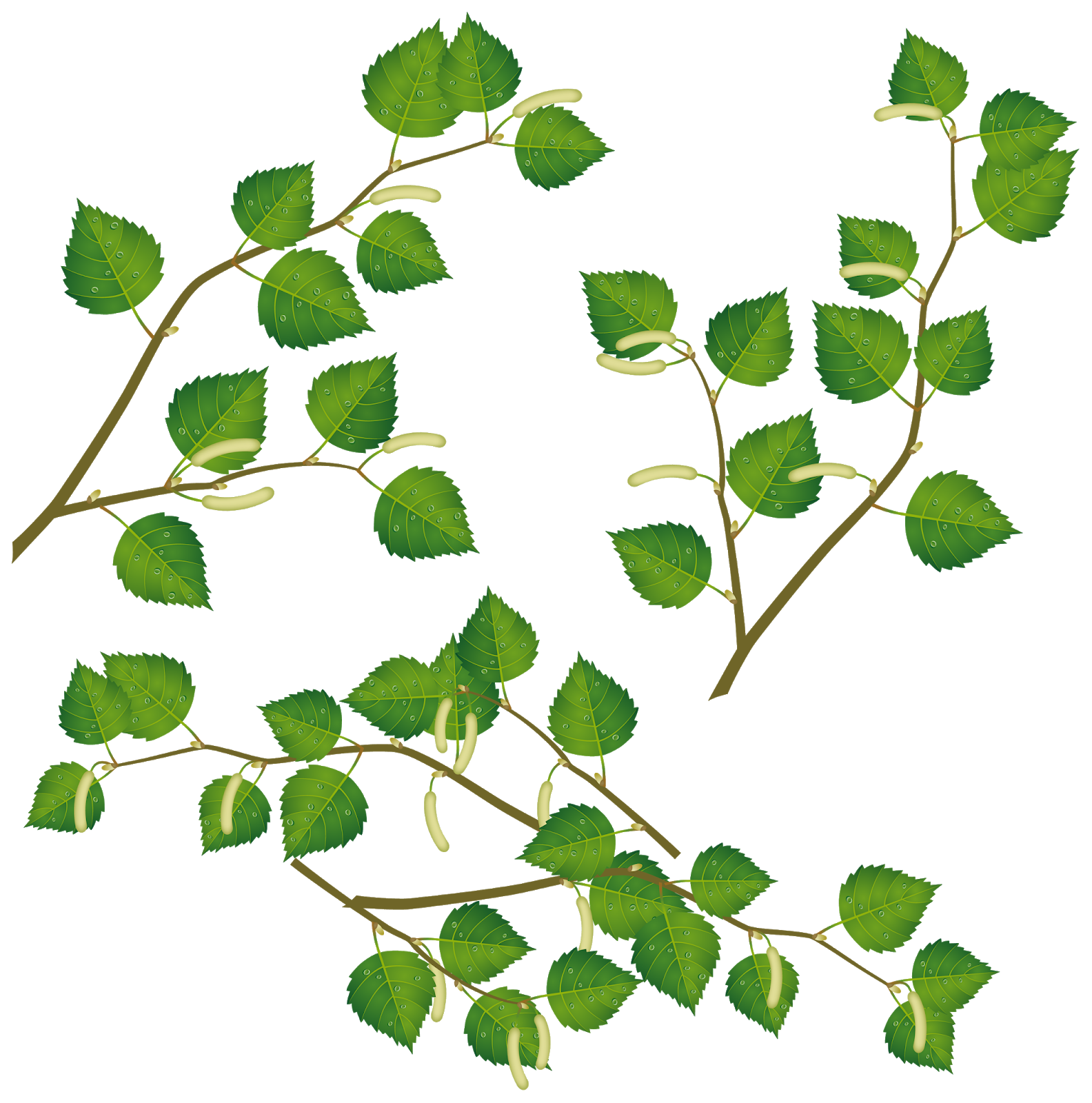 ветки береза. веточка березы. березовый лист. березовые листики на веточке. березовый лист.