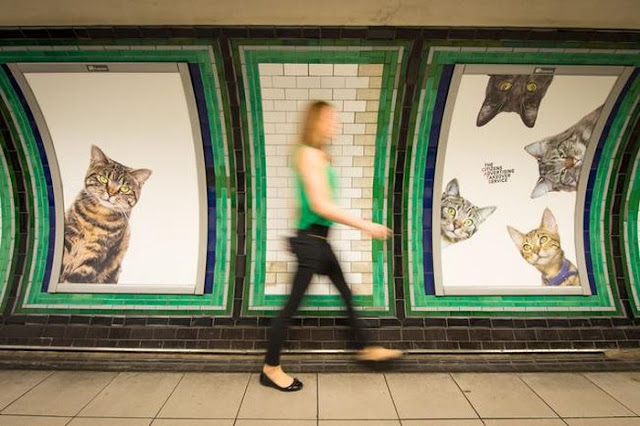 фото котов из приюта вместо рекламы на станции метро
