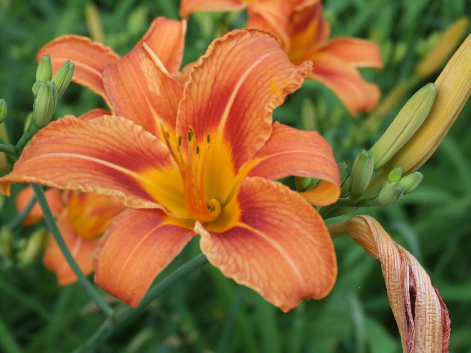"THE GRAND LADY" "TIGER LILIES