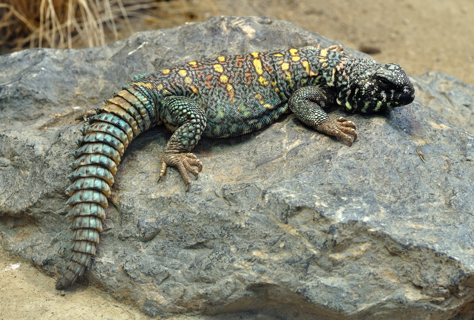 Real Monstrosities Spiny tailed Lizard real-monstrosities-spiny-tailed-lizard