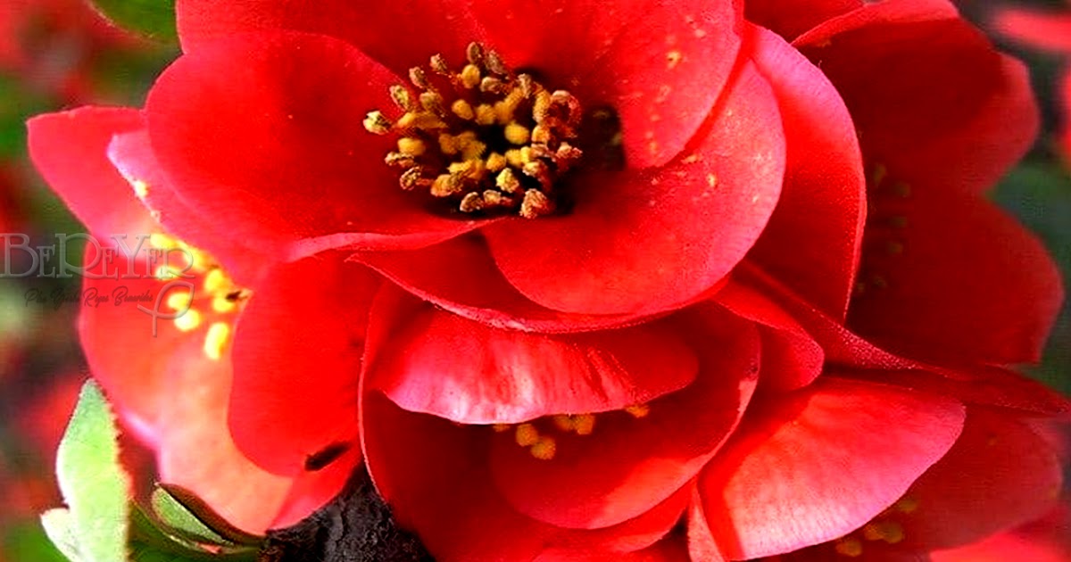 Lazos de Fe: Begonia. La Flor de la Paciencia
