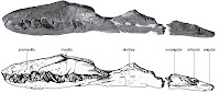 http://sciencythoughts.blogspot.co.uk/2012/02/early-jurassic-pliosaur-from-normandy.html