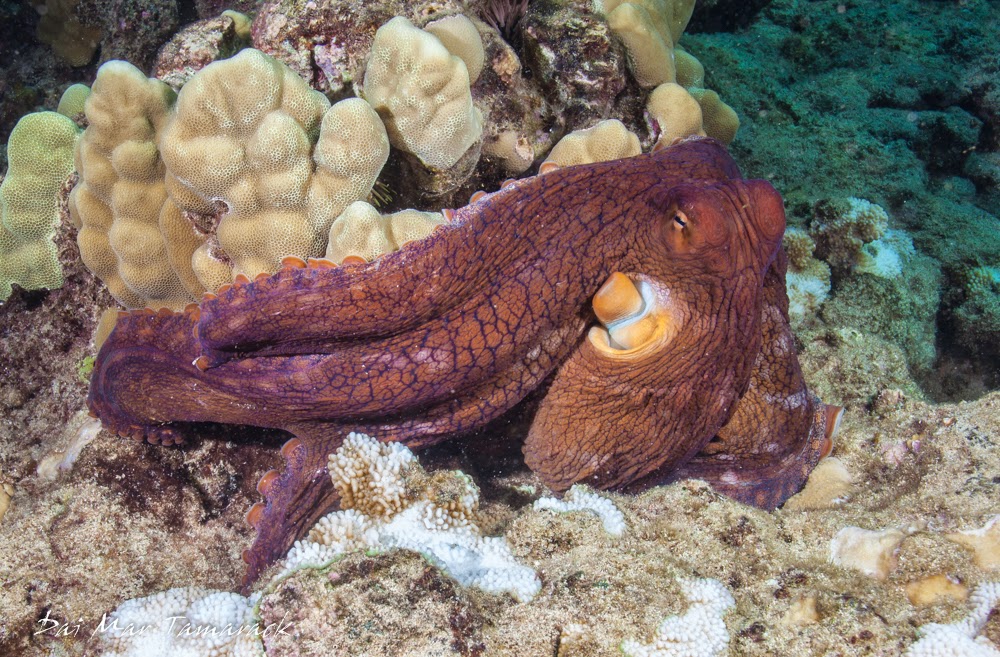 Capturing the Moment Snorkel Oahu Electric Beach