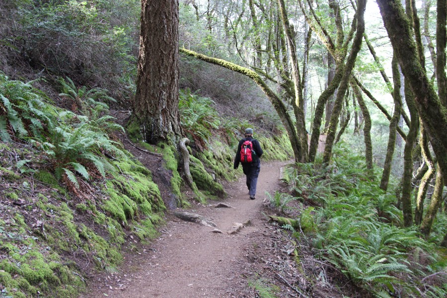 Vickie Henderson Art Muir Woods To Stinson Beach On The Dipsea Trail