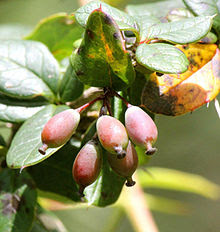 Common Herbal Plants Dr L T M Muungo