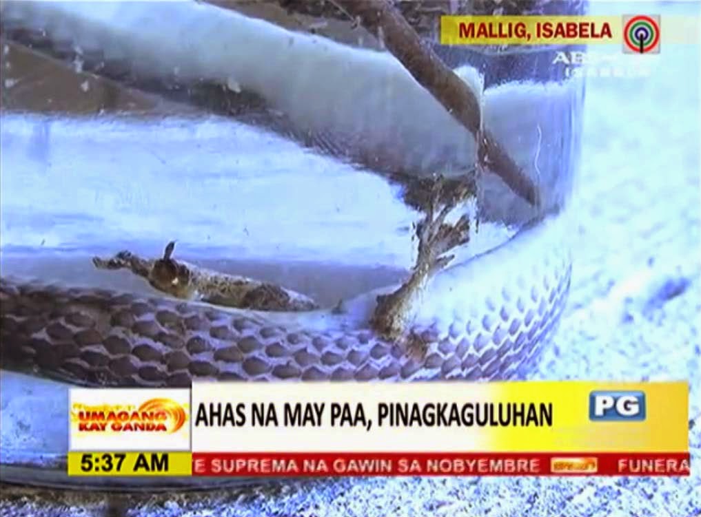 Snake was found bearing legs in the Philippines