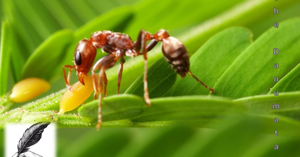 Ants live. Чёрный муравей насекомое. Муравей с палочкой. Муравьи против рыбы. Детеныш красного муравья.